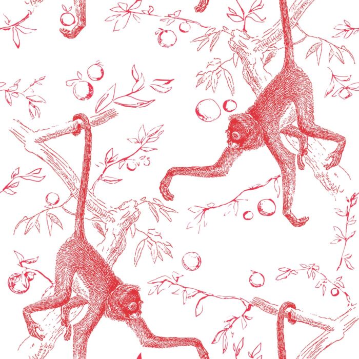 wild monkey wallpaper